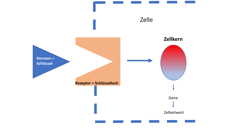 Hormone sind Botenstoffe