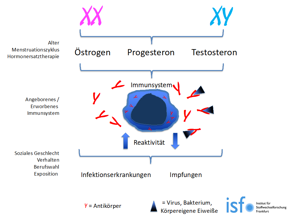 Geschlechtsspezifische Einflussfaktoren auf das Immunsystem