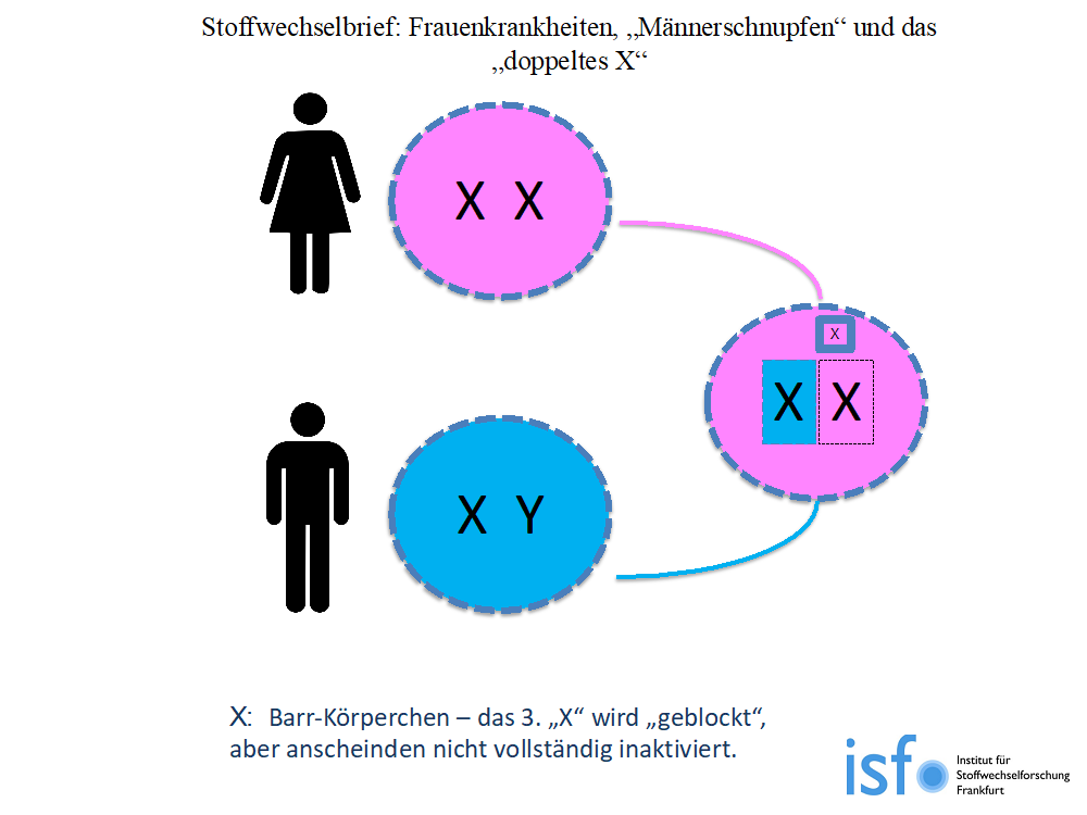 Muskelzelle